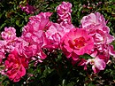 Baden Baden Rosa 'Maxi Vita' Kordes 2001 01.jpg