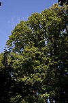 Red oak (Quercus rubra)