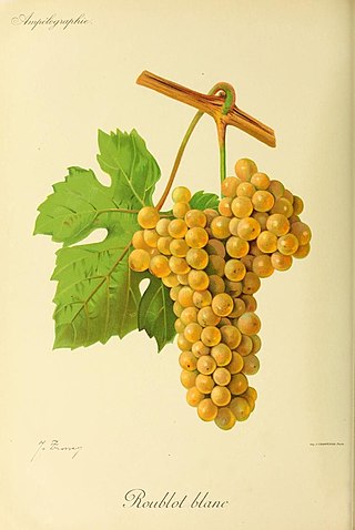 <span class="mw-page-title-main">Roublot</span> White wine grape variety