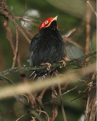 <span class="mw-page-title-main">Round-tailed manakin</span> Species of bird