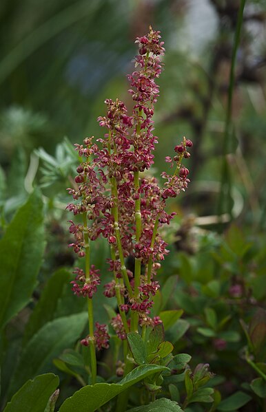 File:Rumex acetosa (7833427466).jpg