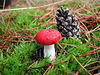 Russula emetica1.JPG