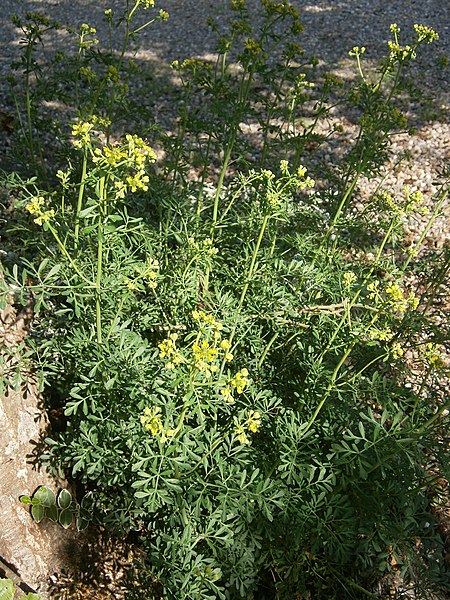 File:Ruta graveolens RHu 2021 01.JPG