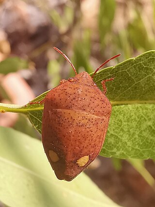 <i>Solenosthedium</i> Genus of bugs