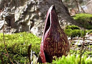 <span class="mw-page-title-main">Skunk cabbage</span> Index of plants with the same common name