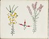 SLNSW 479474 Untitled Twisted parrot pea Five red corners Pyramid flower.jpg