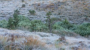 Horton-Plains-Nationalpark: Geophysische Merkmale, Geschichte, Flora