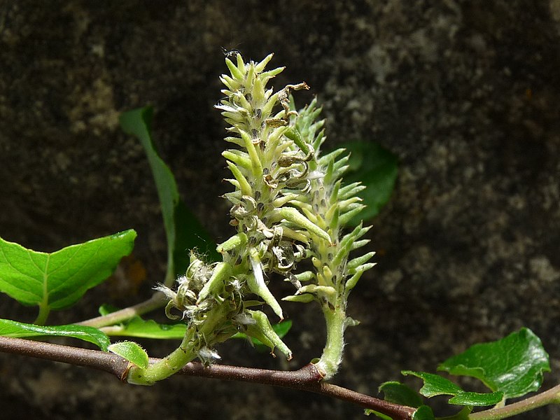 File:SalixTarraconensisFlor.jpg