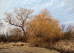 Thumbnail for File:Salix babylonica - Rouge Park.jpg