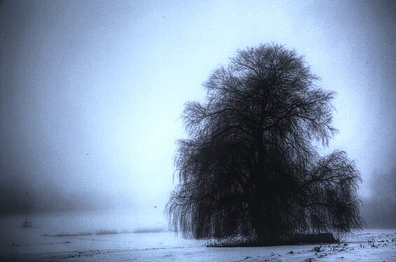 Salix babylonica im Winter