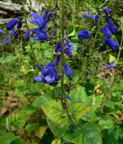 Salvia cacaliaefolia 1.jpg