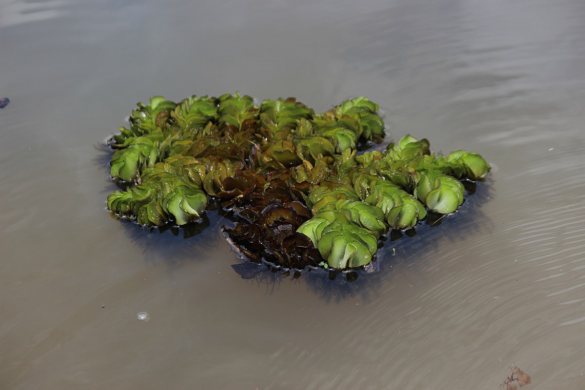 Salvinia auriculata 6.jpg