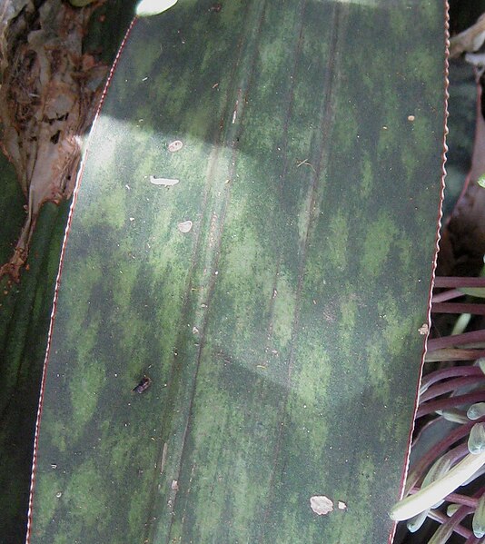 File:Sansevieria sp. Monte Mape - leaf margin (5356793802).jpg