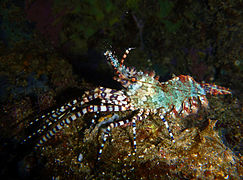 Crevette marbrée (Saron marmoratus) mâle, de nuit.