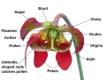 Sarracenia_flower_notitles.svg