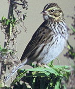 Savannahsparrow58.jpg