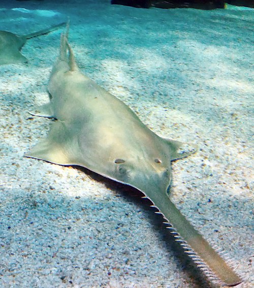 Image: Sawfish Pristis zijsron Genova Aquarium