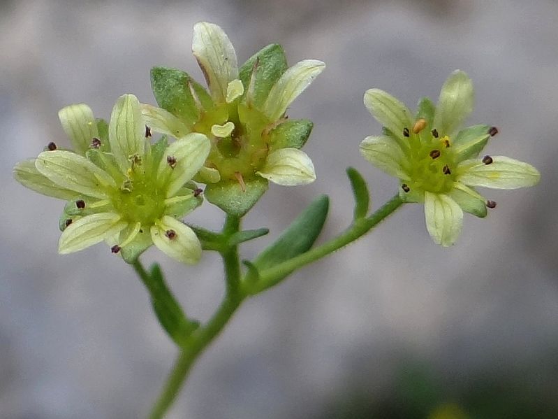 File:Saxifraga moschata T69.jpg