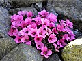 Saxifraga ×poluanglica 'Miluj Mne'