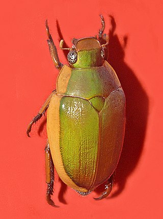 <i>Calloodes</i> Genus of beetles