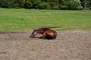 Schleswig-Holstein, Mildstedt, Naturerlebnisraum NIK 6555.jpg