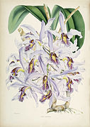 Schomburgkia superbiens Laelia superbiens