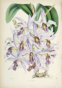 plate 20 Laelia superbiens