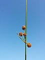 Inflorescence