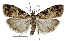 Scoparia acharis female.jpg