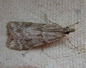 Scoparia ambigualis FvL.jpg