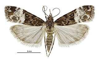 <i>Eudonia minusculalis</i> Species of moth