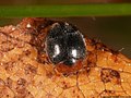 Scymnus ferrugatus (Moll, 1785)