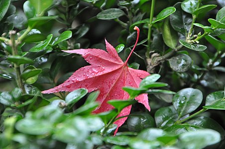 Jardim Japonês de Seattle 2011 23.jpg