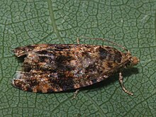 Selenodes karelicus (41252472252).jpg