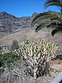 Senecio kleinia in Gran Canaria