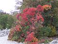 English: Autumn, Duino-Aurisina, Italy