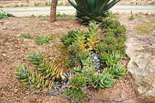 Ses sho'rlari - Botanikaktus - Aloe perfoliata 02 ies.jpg