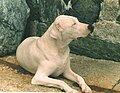 Dogo Argentino - Wikimedia Commons