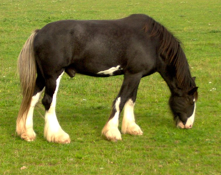 File:Shire Horse.jpg