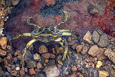 Shore crab in Gullmarn fjord at Holma Marina