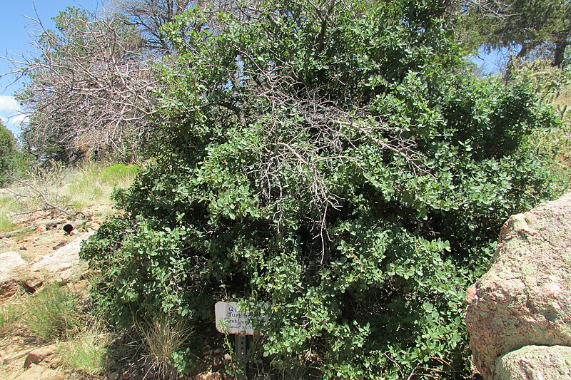 File:Shrub Live Oak 2016-07-12 494.jpg