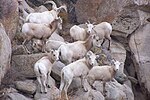 Thumbnail for Sierra Nevada bighorn sheep