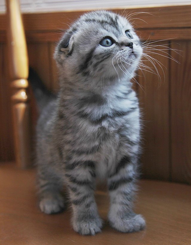 640px-Silver_tabby_Scottish_Fold_Kitten.