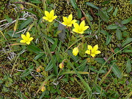 Skaftafell - Gelbe Blüten.jpg