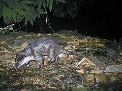 Small-clawed otter from Western Ghats.JPG