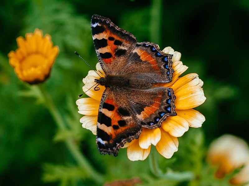 File:Small tortoiseshell butterfly pollinating a flower on the grounds of Darjeeling Tourist Lodge (1 of 4 image series).jpg