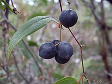 Smilax glyciphylla fruit1.JPG 