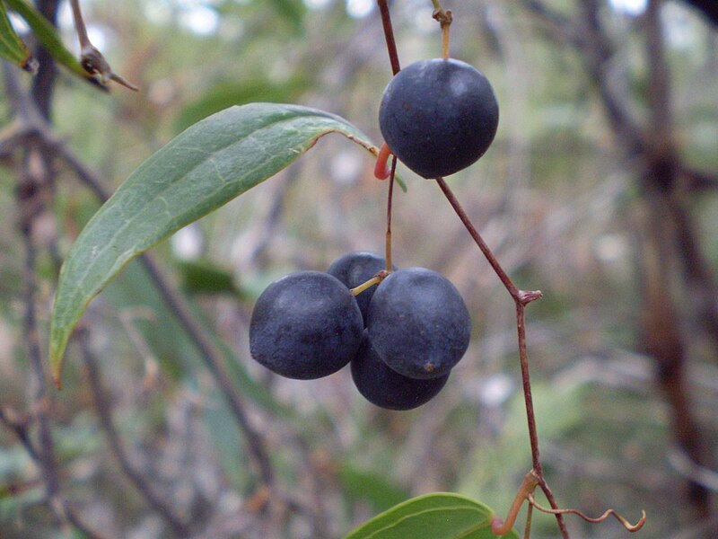 File:Smilax glyciphylla fruit1.JPG