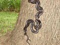 Black Rat Snakes mating