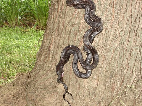 Сон змея обвивает. Pantherophis obsoletus. Черный Техасский полоз. Переплетенные змеи. Pantherophis obsoletus (крысиный полоз, обсолета)..